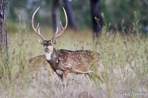 Chital 1