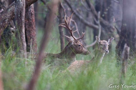 Fallow 2