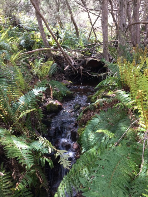 The creek was still flowing - I now had enough water to continue