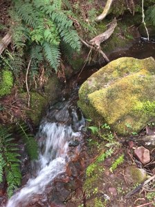 Long Hill creek above waterfall. Seasonal flow only.